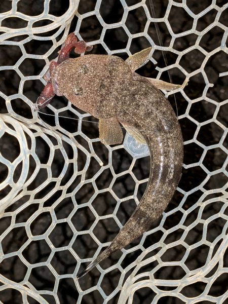 8月ラストチニングは敷石ナイトゲーム