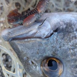 広島チニング壁際サイトフィッシュ