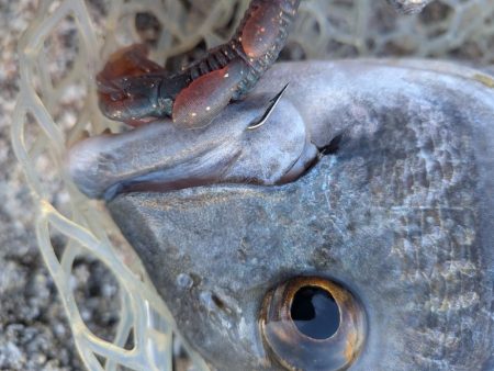 広島チニング壁際サイトフィッシュ