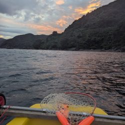 今年はサイズ関係なく深い