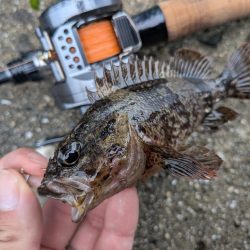 広島ライトゲーム8目47匹！