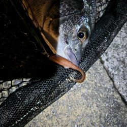 市内河川シーバス