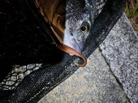 市内河川シーバス