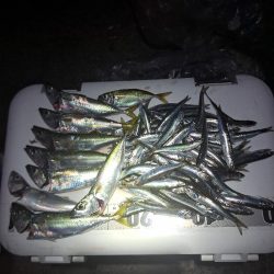 渋めサヨリからのサビキ