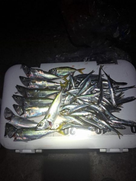 渋めサヨリからのサビキ