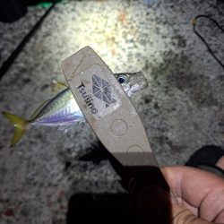 飛ばしサビキとズボ釣りの二刀流