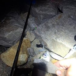 届けば釣れる中アジ