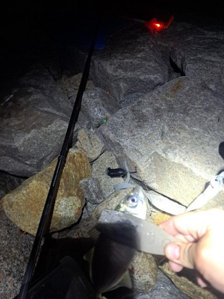 届けば釣れる中アジ