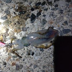 キジハタ1匹.ネンブツダイ1匹、障泥4杯！