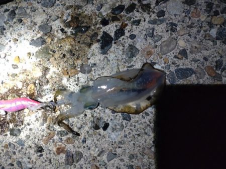 キジハタ1匹.ネンブツダイ1匹、障泥4杯！…