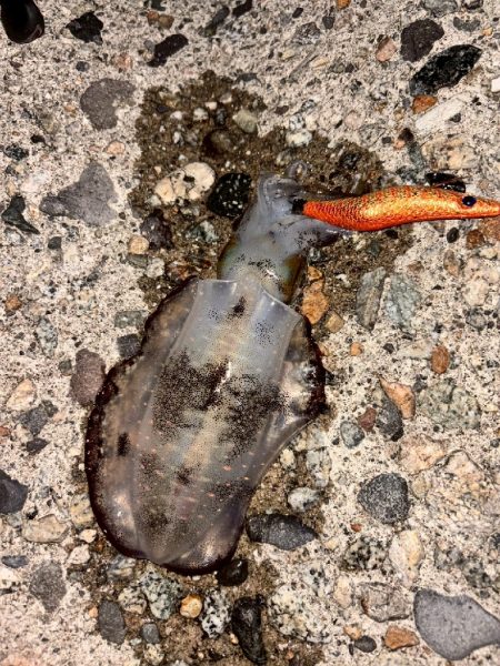 障泥ツ抜け、カマス、キジハタ（お）