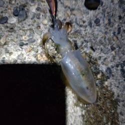 障泥烏賊4杯!1杯逃亡!