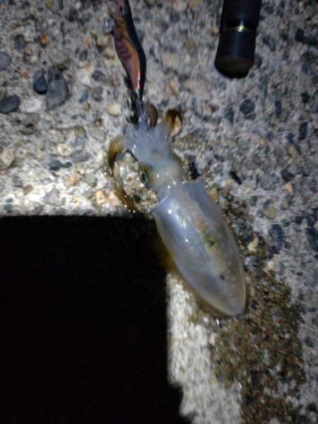 障泥烏賊4杯!1杯逃亡!