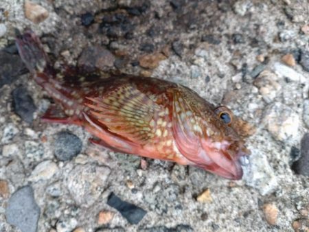 キジハタ、カサゴなど（お）