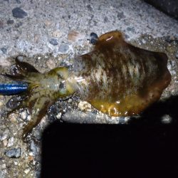 障泥烏賊2杯、その他魚多数！