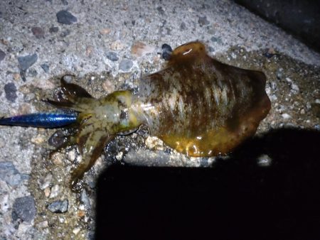 障泥烏賊2杯、その他魚多数！