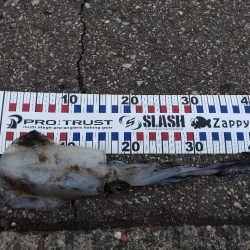 胴長17センチ！障泥1