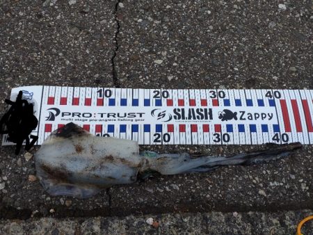 胴長17センチ！障泥1