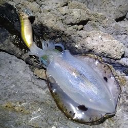 9月最初のエギング