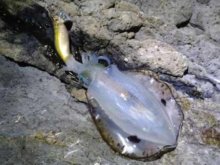 9月最初のエギング