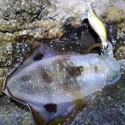 台風後のエギング