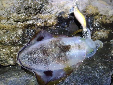 台風後のエギング