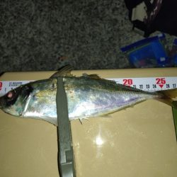 久しぶりの淡路島アジング🎣