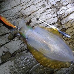 大きく育ってます