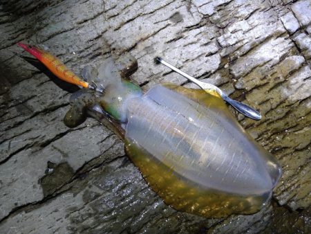 大きく育ってます