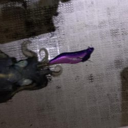 ティップラン開幕戦