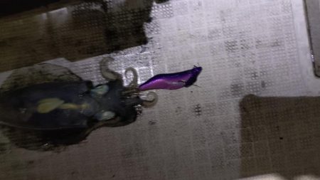 ティップラン開幕戦