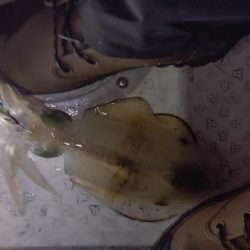 瀬戸内海ティップラン４ｔｈ