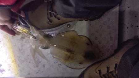 瀬戸内海ティップラン４ｔｈ