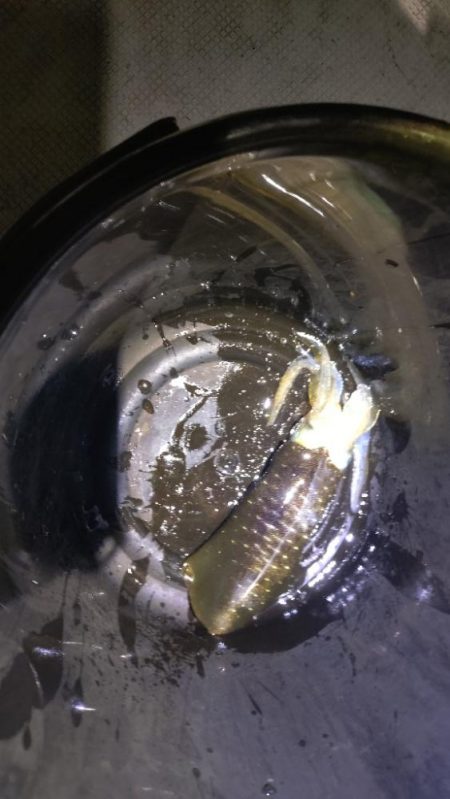 週末ティップラン