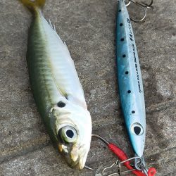 朝マヅメの３時間