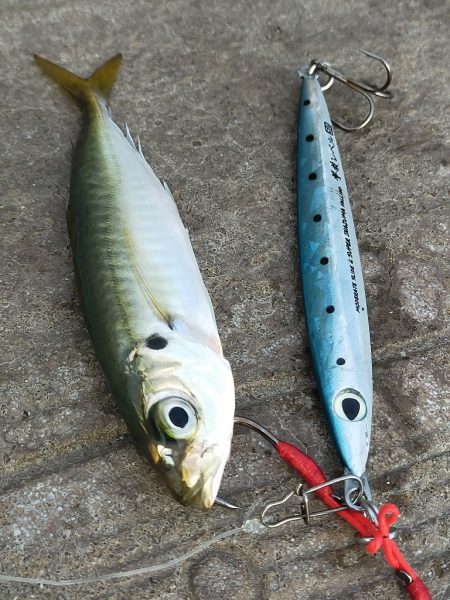 朝マヅメの３時間