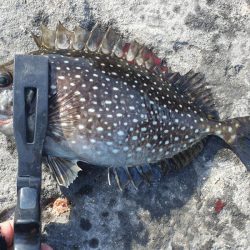 大荒れの中良型オナガグレ捕獲！