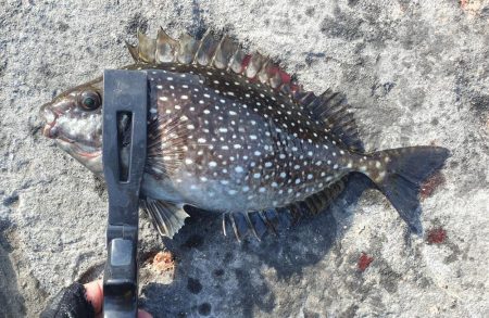 大荒れの中良型オナガグレ捕獲！