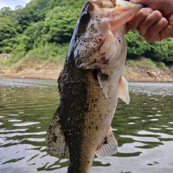 高山ダムで数釣り