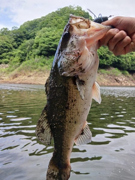高山ダムで数釣り