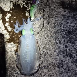 とりあえずアオリ3回目