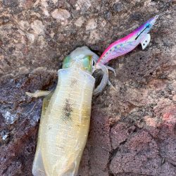 エギング　佐渡遠征③その2