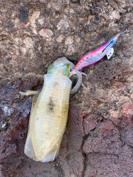 エギング　佐渡遠征③その2