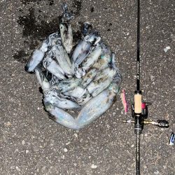 エギング　佐渡遠征③その3