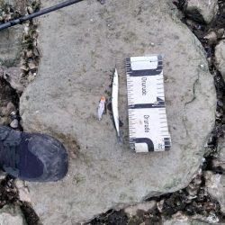 小物しか釣れない…゜