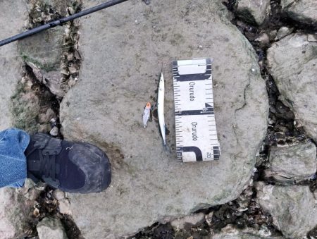 小物しか釣れない…゜