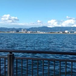 神戸空港でサゴシ祭り