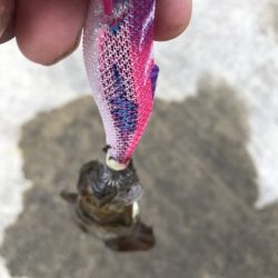 2025 佐渡ヶ島アジング＆ハタゲーム＆エギング 1回目【8月30日】