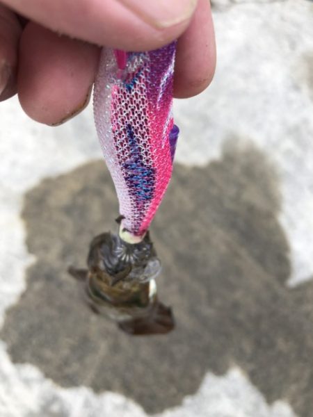 2025 佐渡ヶ島アジング＆ハタゲーム＆エギング 1回目【8月30日】