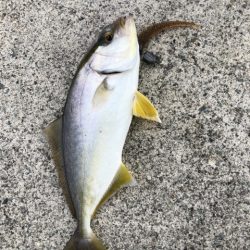 2025 佐渡ヶ島エギング Vol.9【9月14日】